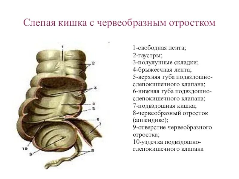 Слепая кишка строение и функции. Строение слепой кишки у человека. Строение слепой кишки и аппендикса. Слепая кишка анатомия человека. Слепая кишка рисунок