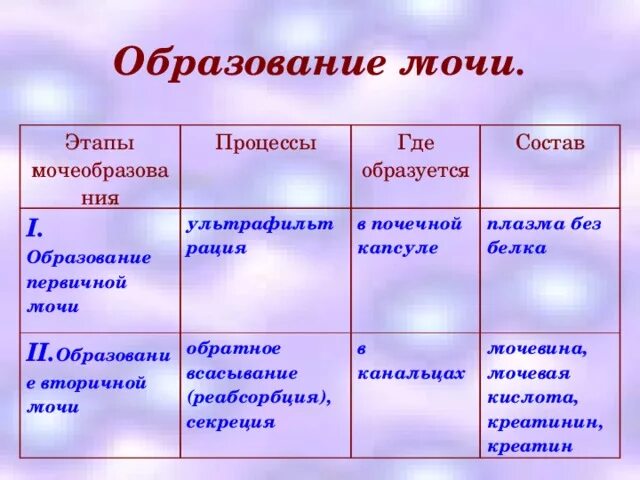 Моча 8 класс. Процесс образования первичной мочи. образование первичной и вторичной мочи 8 класс биология. таблица 2 – этапы мочеобразования. этапы мочеобразования таблица.