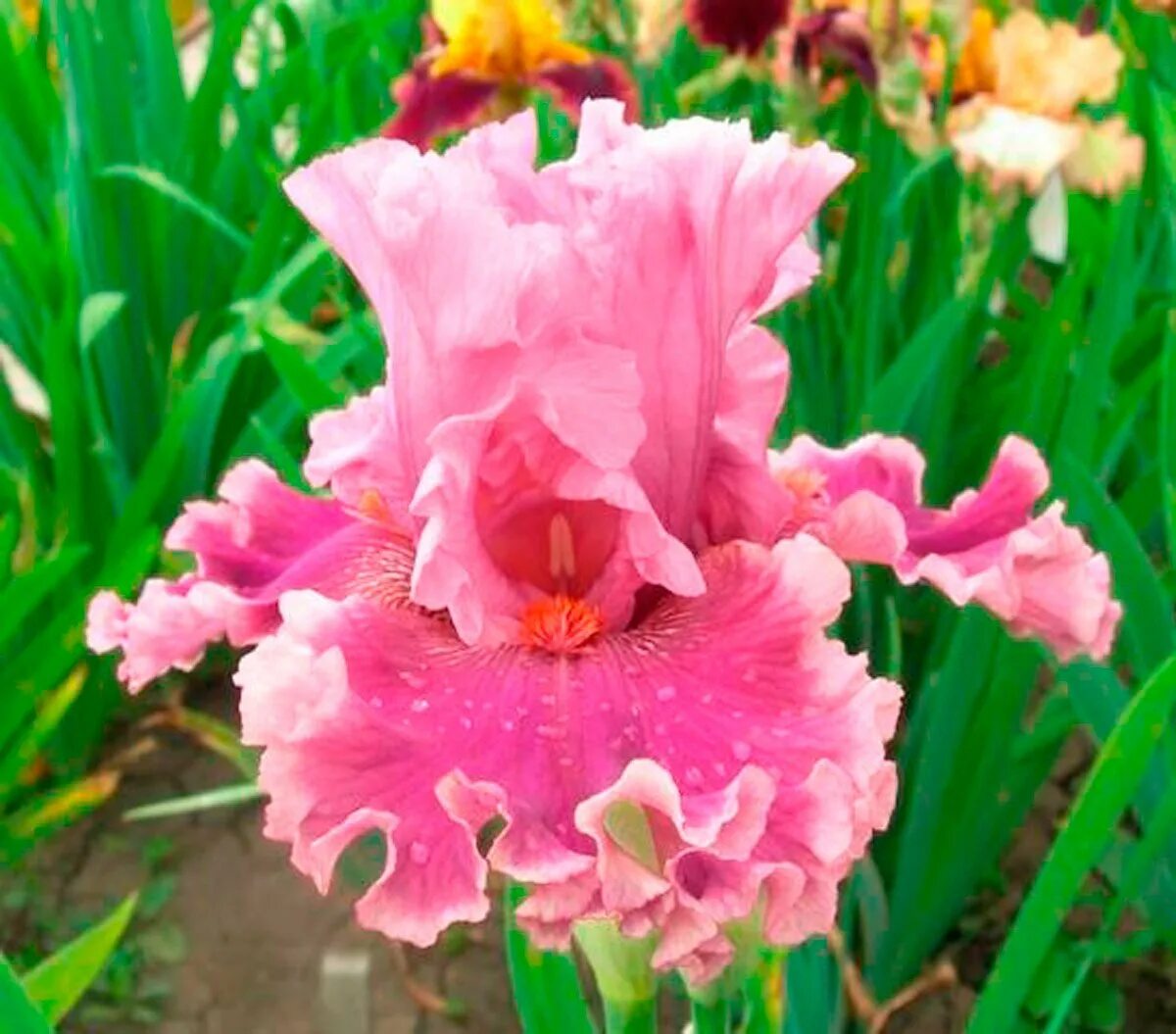 Iris in labyrinth