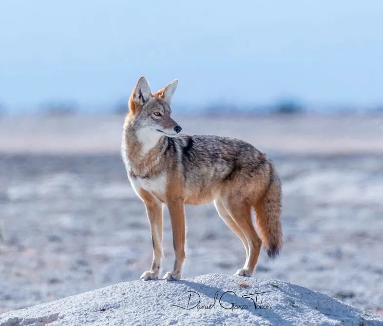 Койот млекопитающие. Canis Latrans Latrans. Койот Калифорния. Койот окрасы.