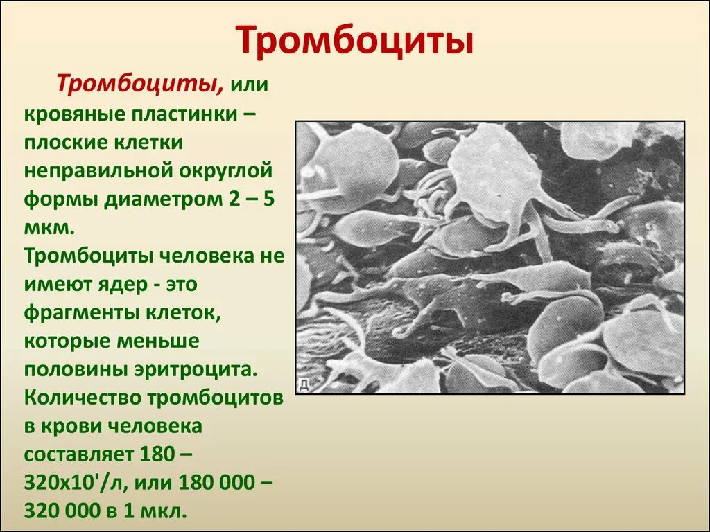 Низкий тромбоцит что это значит у мужчин. Форма клетки тромбоцитов у человека. Тромбоциты кровяные пластинки. Тромвасити. Тромбоциты это.