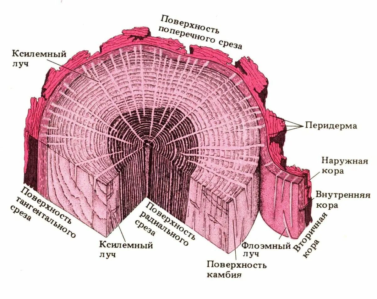 Хочу срез. Строение поперечного среза ствола. Поперечный срез дерева строение. Строение древесины стебля. Поперечный срез стебля строение.