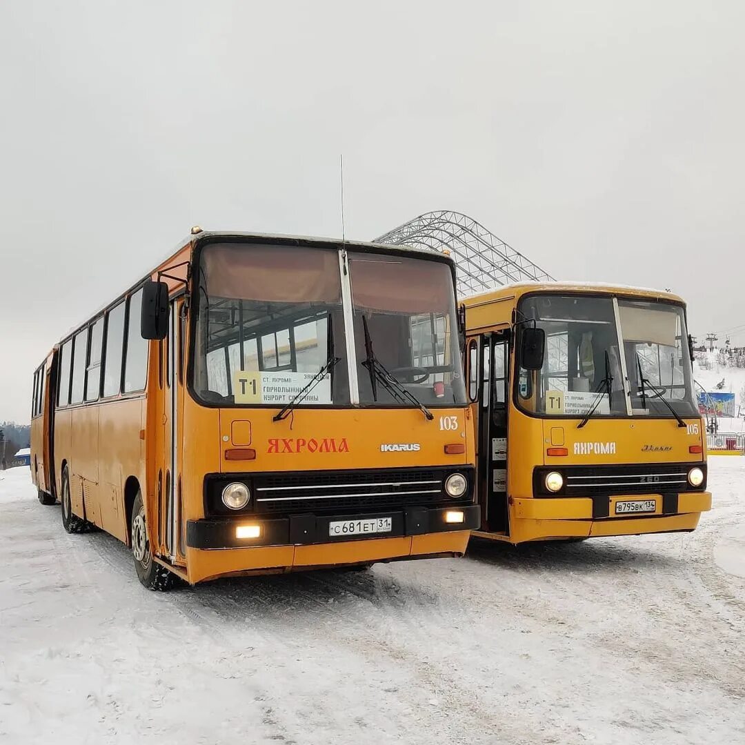 Икарус Яхрома. Яхрома автобусы Икарус. Желтый Икарус Москва. Икарус с желтыми фарами. 31 автобус яхрома