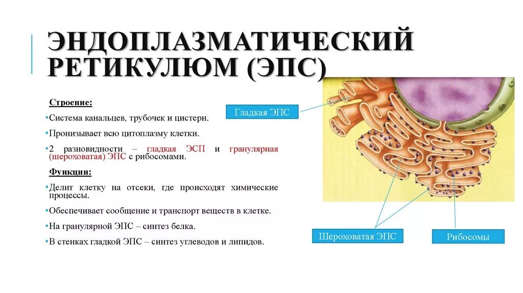 Эндоплазматический ретикулюм. Повреждения эндоплазматического ретикулума. Эндоплазматический ретикулум кальций. Основная функция эндоплазматической ретикулом.