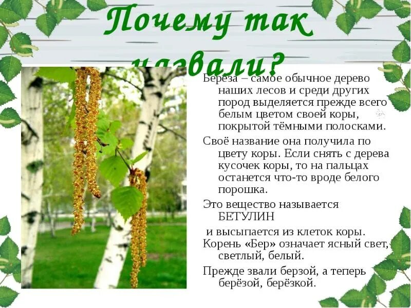 Какое дерево называют ответ