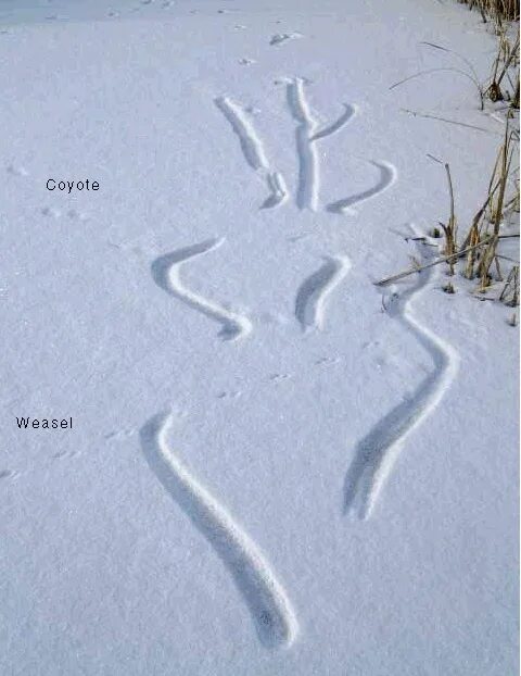 Там следы. Следы животных на снегу. Следы разных животных на снегу. Странные следы на снегу полосы. Необычные следы животных на снегу.