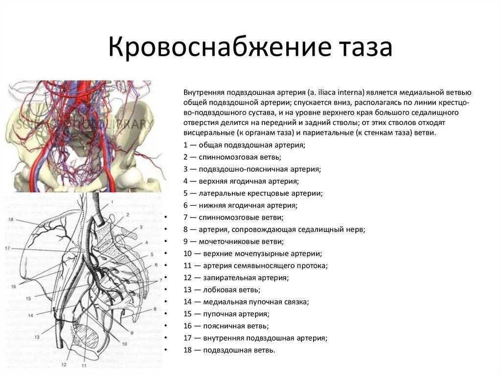 Ветви общей подвздошной артерии таблица. Анатомия общей подвздошной артерии топография. Кровоснабжение малого таза схема. Артериальное кровоснабжение стенок таза.