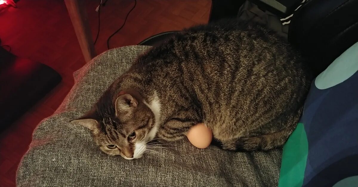 Как выглядят яйца кошки. Кошачьи яйца. Яйца кота после кастрации фото.