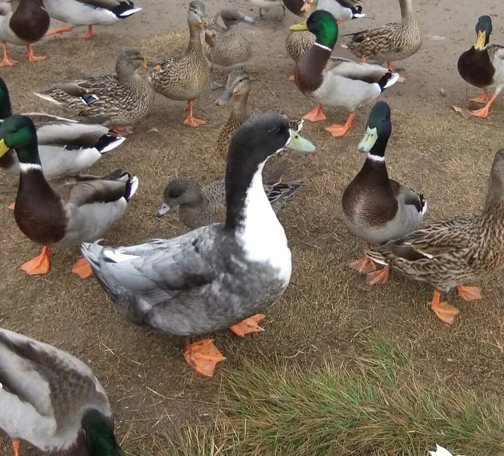 Индоутки голубой Фаворит. Порода уток голубой Фаворит. Каюга (порода уток). Cayuga Duck породы уток.