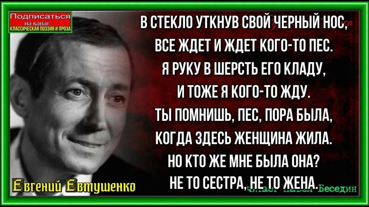 Мой пес евтушенко стихотворение. Стихотворение Евтушенко мой пес. Евтушенко с собаками.