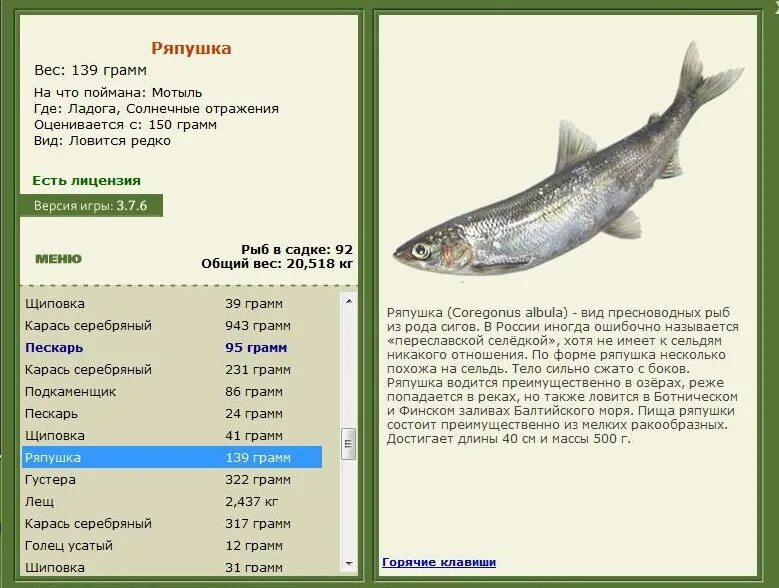 род пресноводных. рыба рода плотвы 7 букв сканворд. амурский чебак (язь).