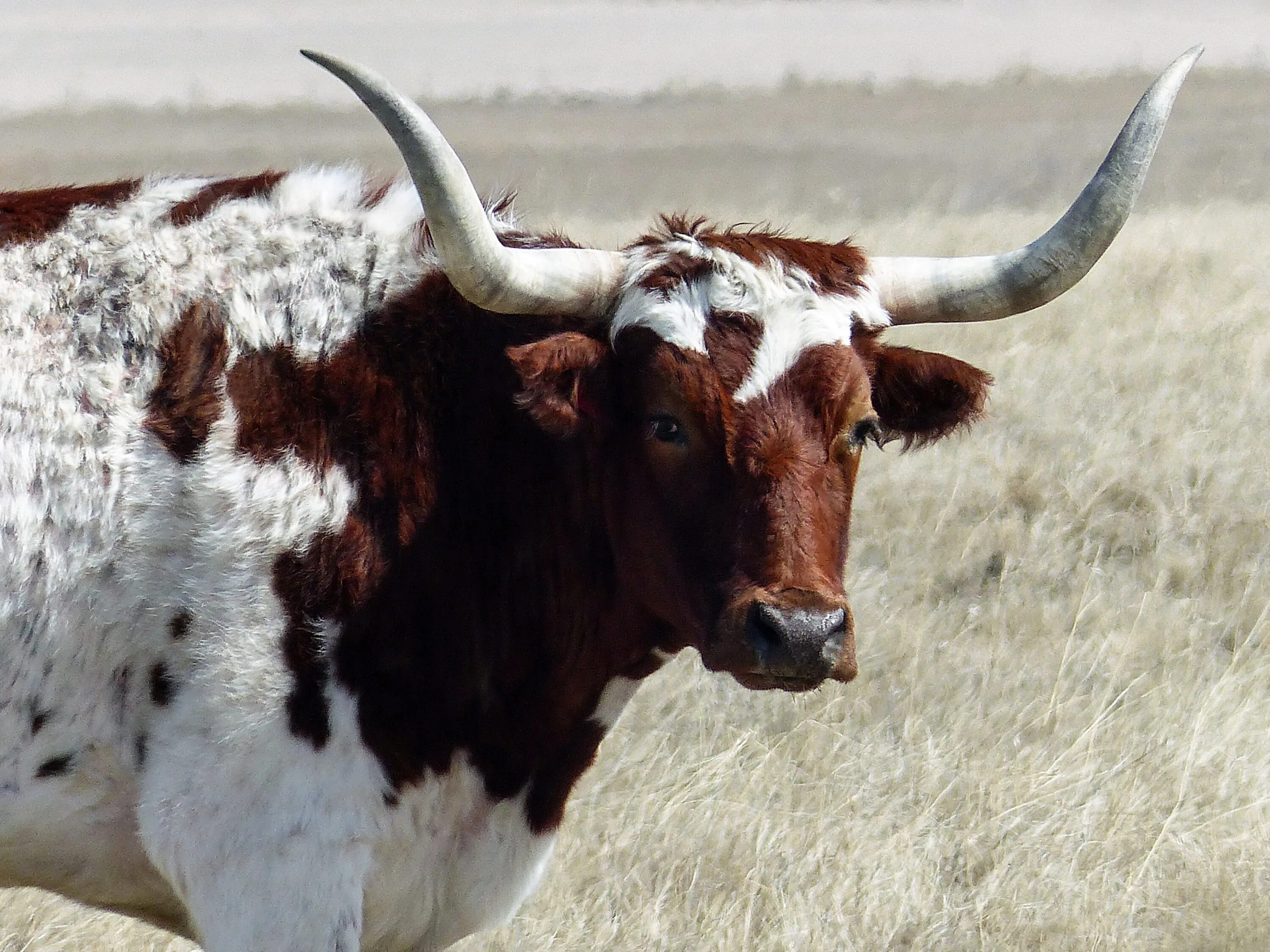 Техасский лонгхорн красный. Рогатая корова. Бык. Рога коровы.