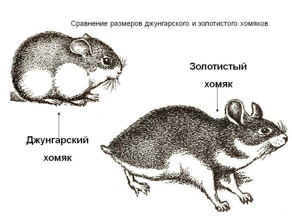 Строение хомяка