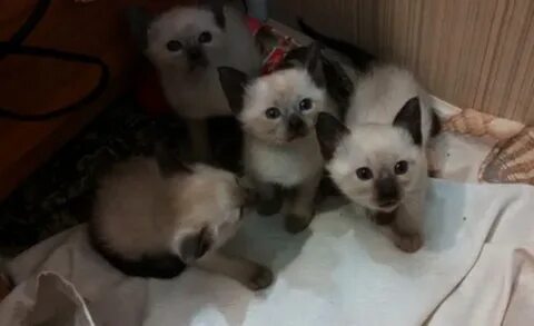 Бесплатные котята сиамская