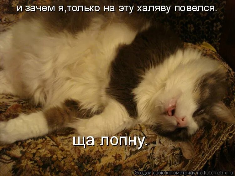 хаха лох мем. ну почему он а не я мем. заведи детей сарказм. зачем я повелся. очень приочень.