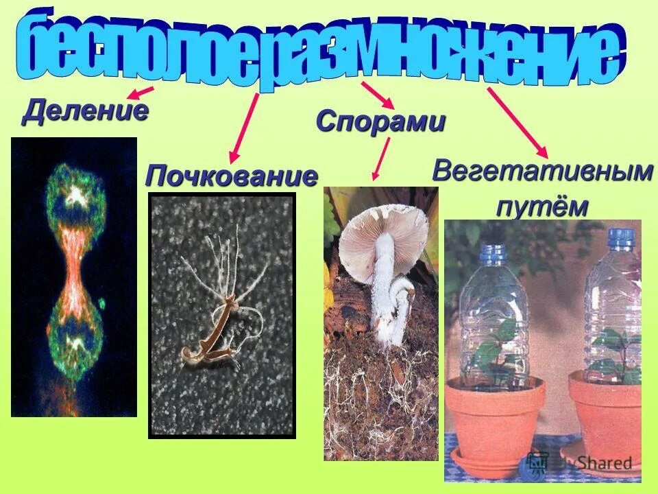 таблица по биологии 6 класс формы бесполого размножения. бесполое размножение спорообразование примеры. размножение спорами. типы бесполого размножения и примеры. размножение бесполое размножение.