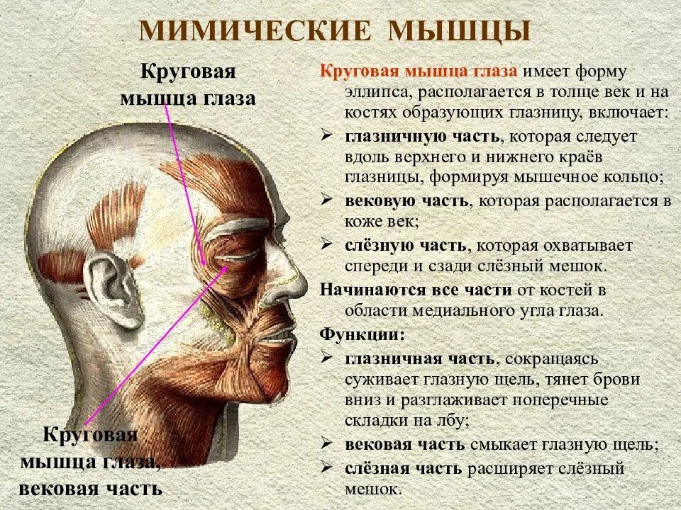 Мимические мышцы лица и шеи функции. Мышцы головы мимические мышцы. Мышцы головы мимические и жевательные. Мимические мышцы головы анатомия. Болят глаза шея голова