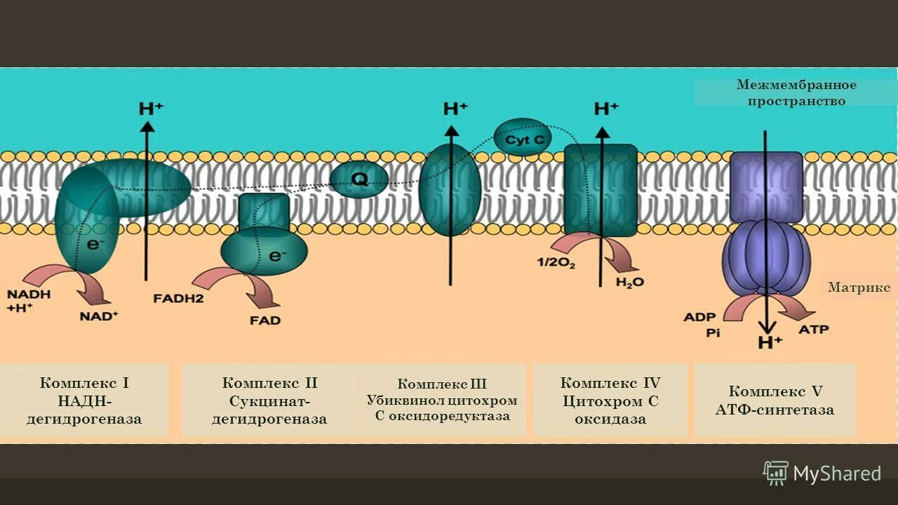 митохондрии наружная и внутренняя мембрана. матрикс межмембранное пространство. межмембранное пространство митохондрий. окислительное фосфорилирование в митохондриях. протонный градиент.