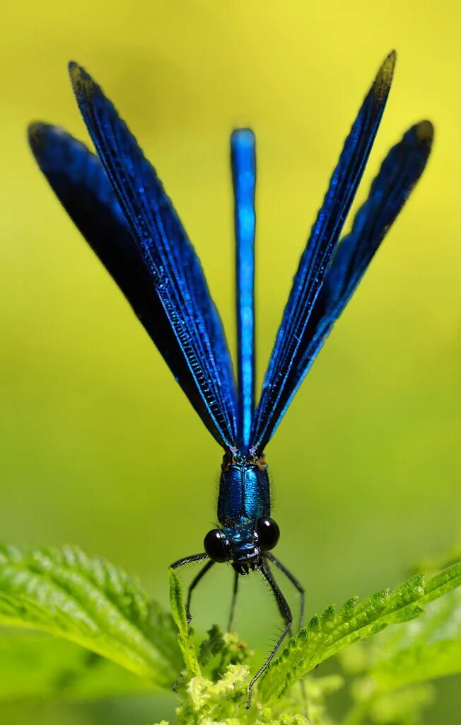 Стрекоза Calopteryx Virgo. Calopteryx Virgo (красотка-девушка). Стрекоза красотка темнокрылая. Calopteryx Virgo Dragonfly.