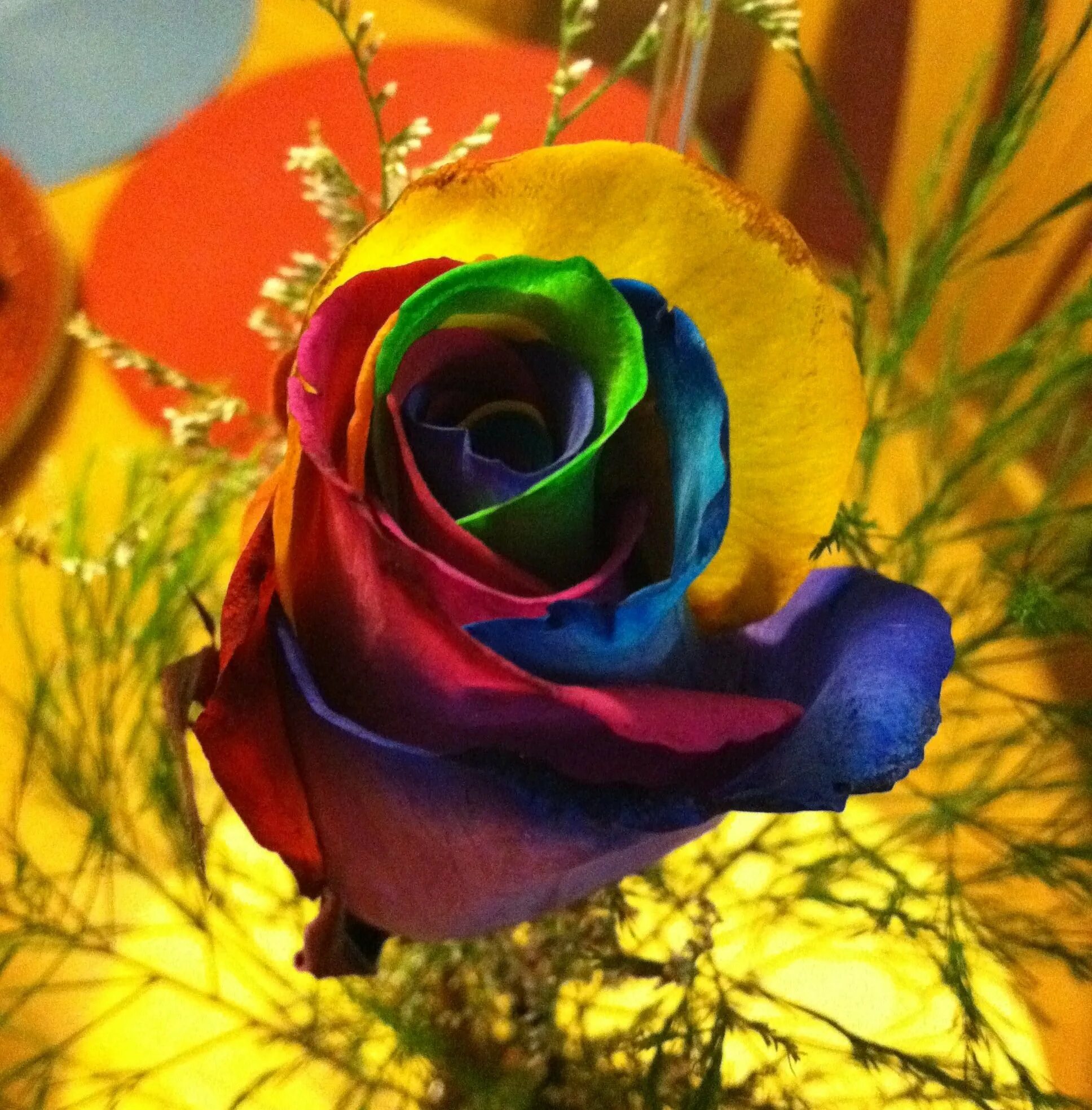 Радужные розы купить геншин. Разноцветные розы. Розы темные разноцветные. Красивые разноцветные розы.