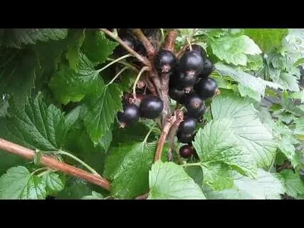 Смородина биг бен отзывы