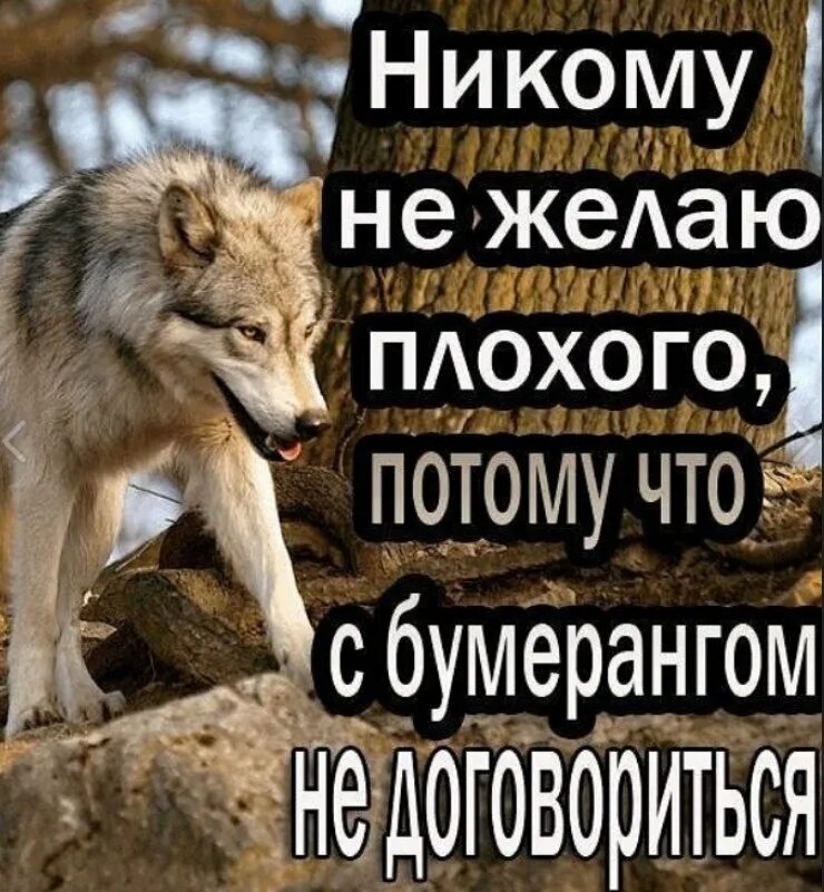 плохие пожелания. люди желают плохого. пожелания плохому человеку. чтобы притягивать в свою жизнь хорошее. с бумерангом не договориться.