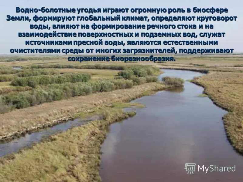 Болотный сохранить. Водно-болотные угодья. День водно-болотных угодий. Всемирный день водно-болотных угодий 2 февраля. Всемирный день болотных угодий.