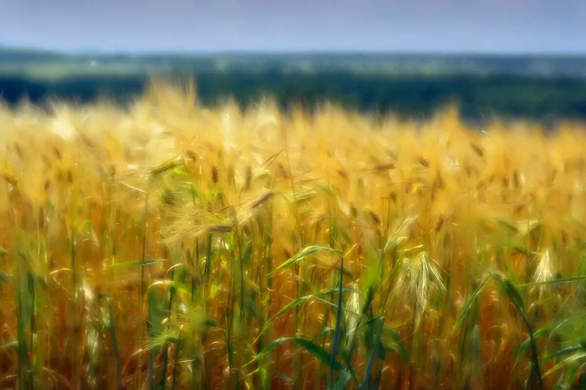 Ячменное поле. Ячменное поле фото. Ховайся в жито. Жито Тольятти.