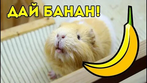 Хомяк с бананом прикол