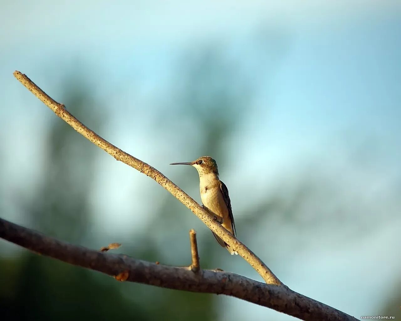 X birds. Птичка-невеличка. Птичка невеличка Краснодар. Красный Луч птичка невеличка. Трели.