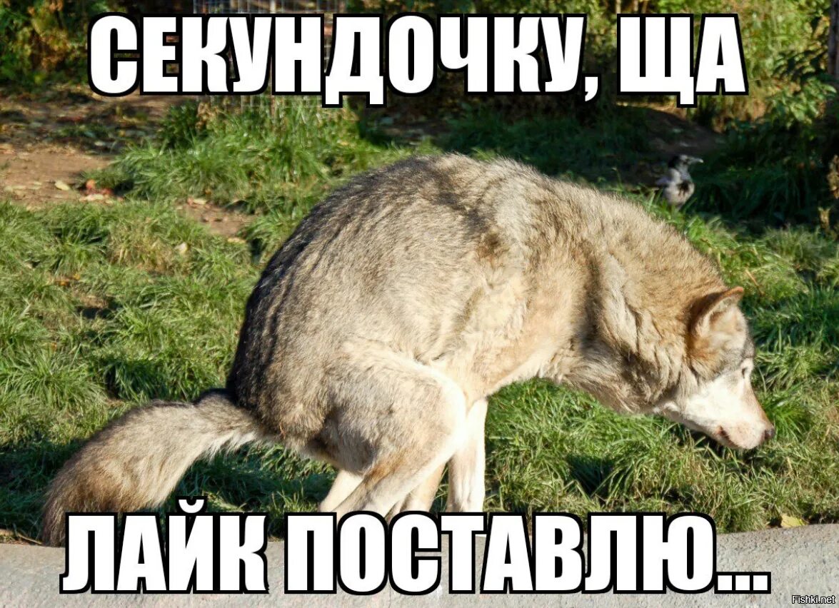 2 лайка поставили. Щас лайк поставлю волк. Сейчас лайк поставлю волк. Лайк поставлю собака. Сейчас лайк поставлю.