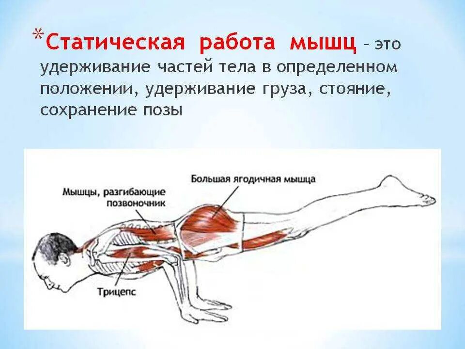 Мышцы приводящие в движение. Работа мышц. Динамическая и статическая работа мышц. Виды работы мышц. Мышцы работа мышц.