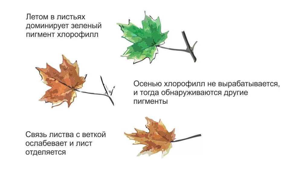 Листопад презентация по биологии. Деревья сбрасывают листья. Деревья сбрасывают листья осенью. Листопад процессы в листьях. Причины листопада осенью.