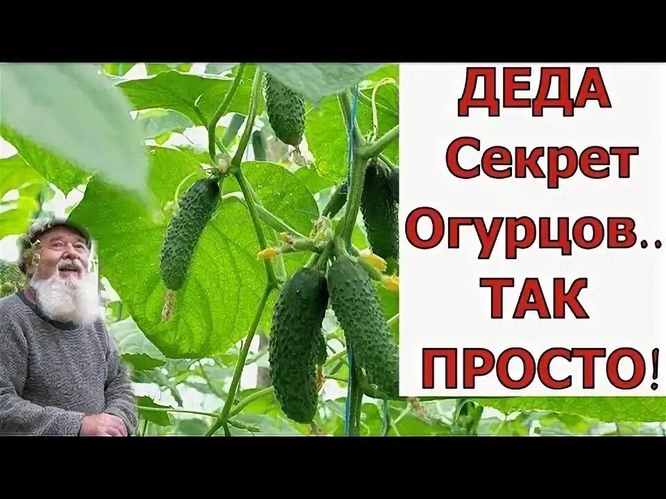 Как понять что огурец созрел. Созревший огурец. огурцы ваше благородие. огурцы секрет рост. поспевшие огурцы.