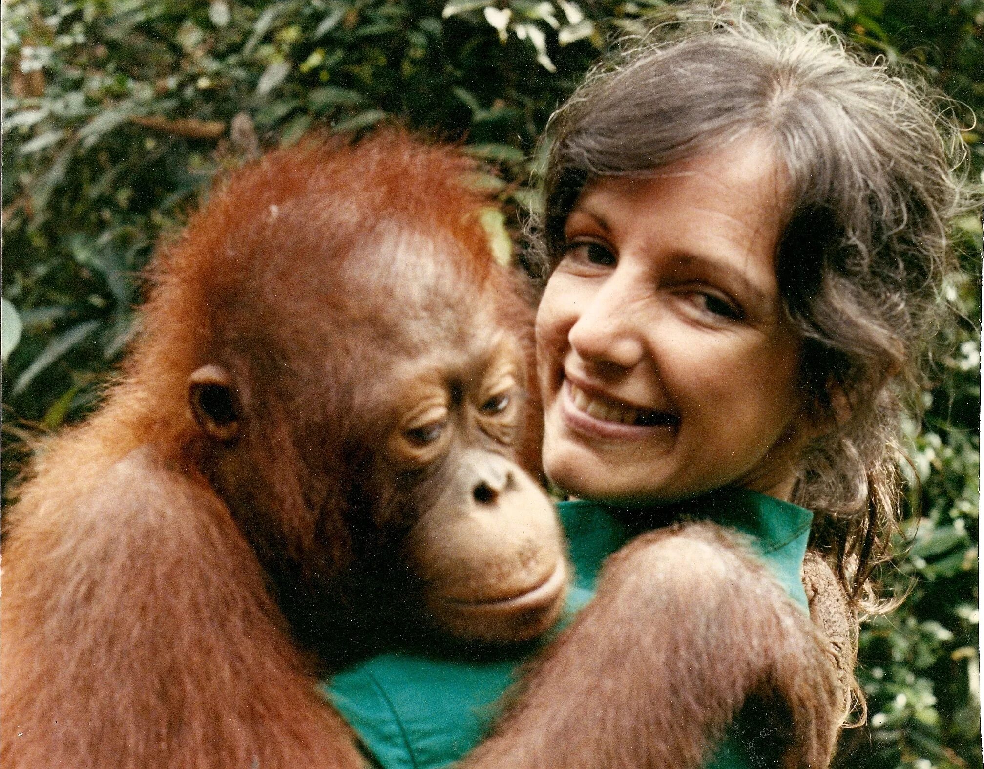 Шимпанзе девушку. Бируте Галдикас. Дайан Фосси. Джейн Гудолл и шимпанзе. Бируте Галдикас и орангутанг.