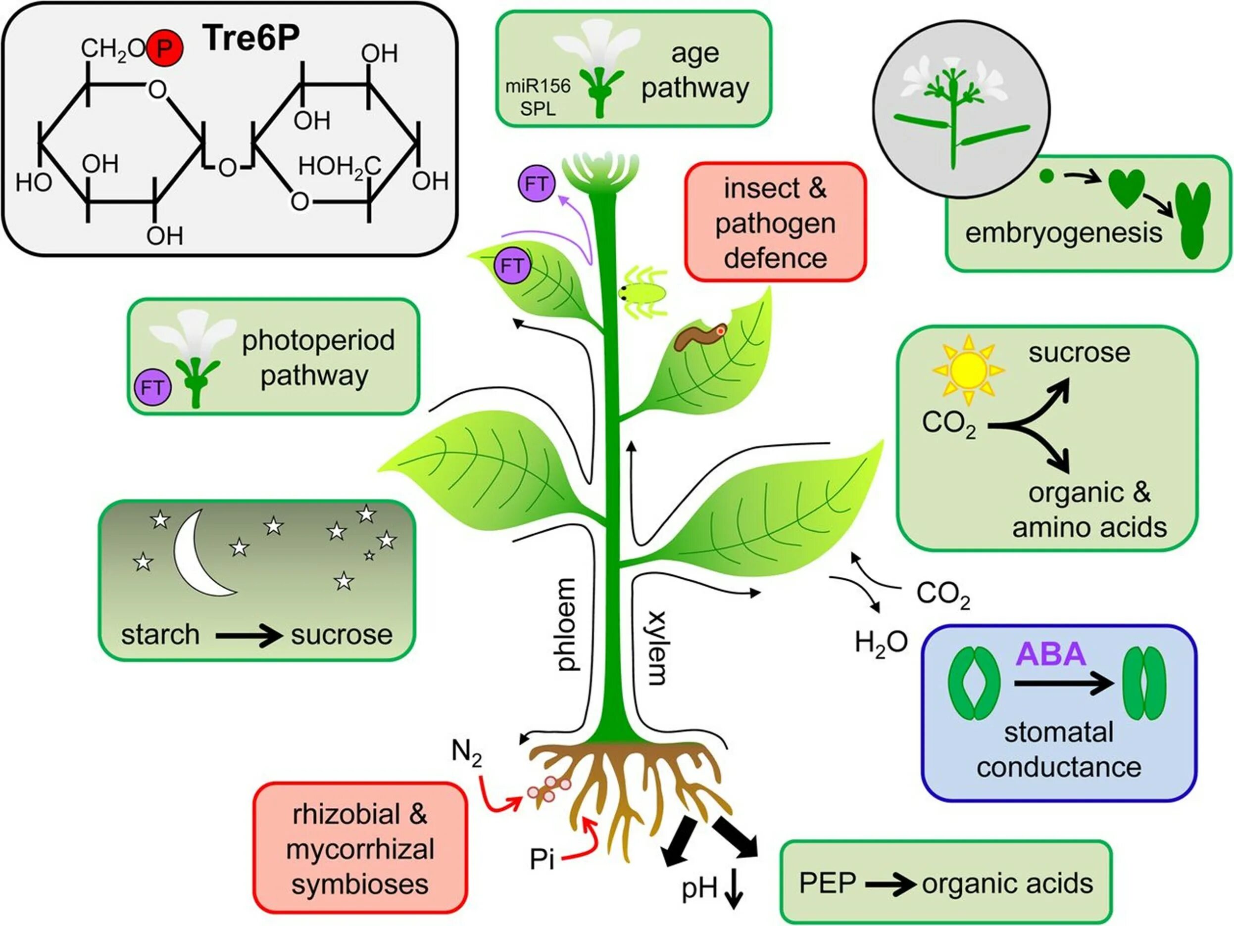 Plant physiology. Физиология растений. Что такое физиология растений в биологии. Физиологические растения. Физиологические процессы растений.