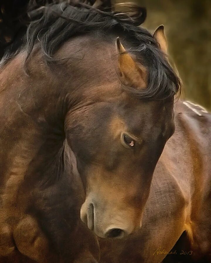 злая лошадь