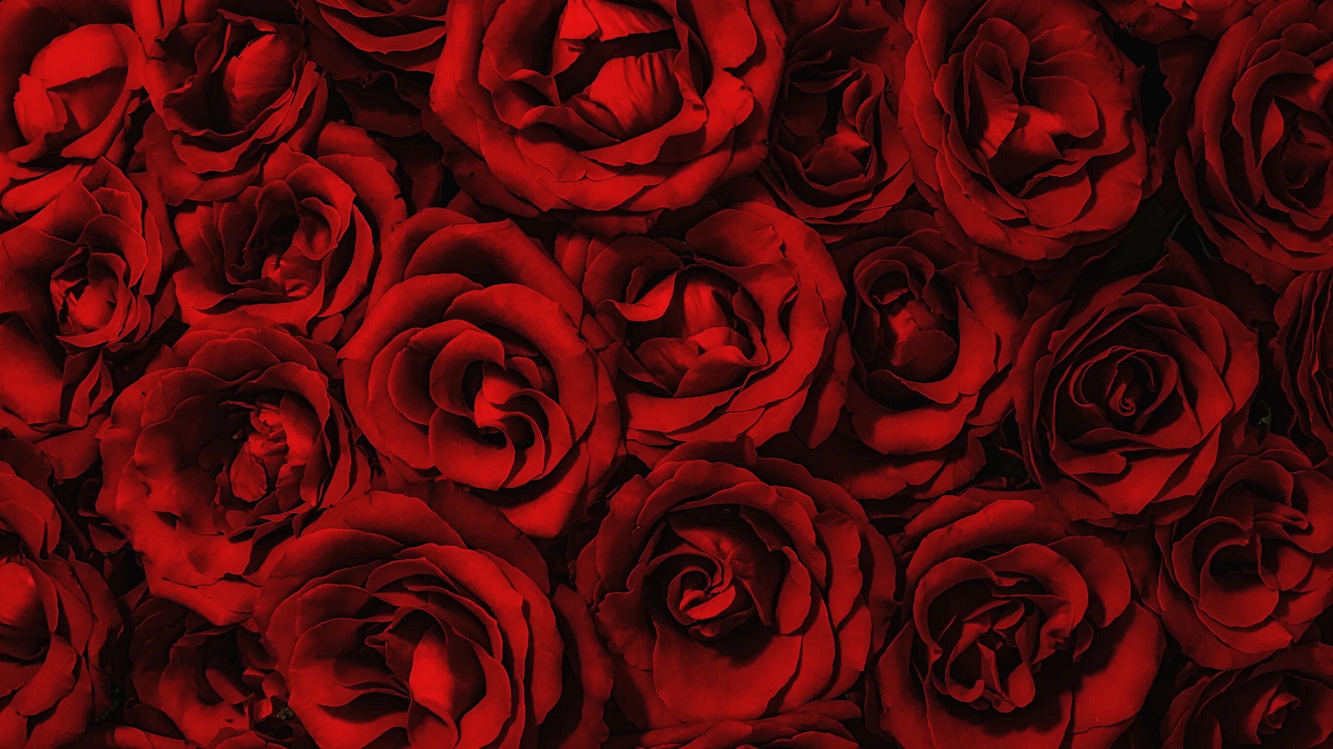 Picture theme. Ярко красные розы. Red and rose wine. Шикарный букет алых роз. Красивые красные розы.