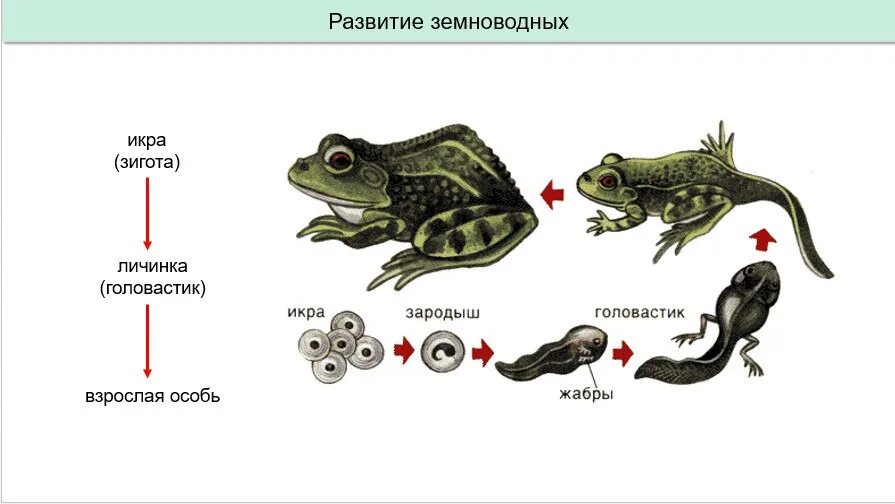 Строение и развитие земноводных. Цикл развития лягушки схема. Схема развития земноводных биология 7 класс. Стадии цикла развития лягушки. Схема развития лягушки 7 класс биология.