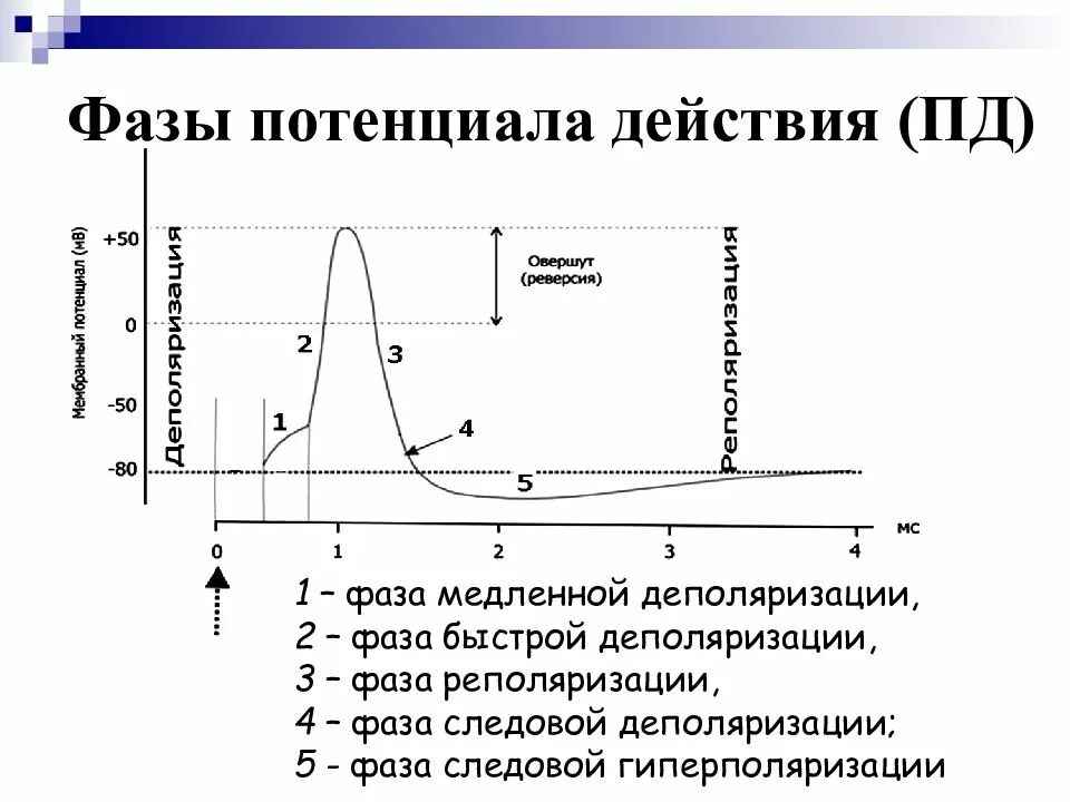 Потенциал действия физиология это. Схема потенциала действия фазы. Фаза гиперполяризации потенциала действия. График потенциала действия с ионами. Этапы потенциала действия физиология.