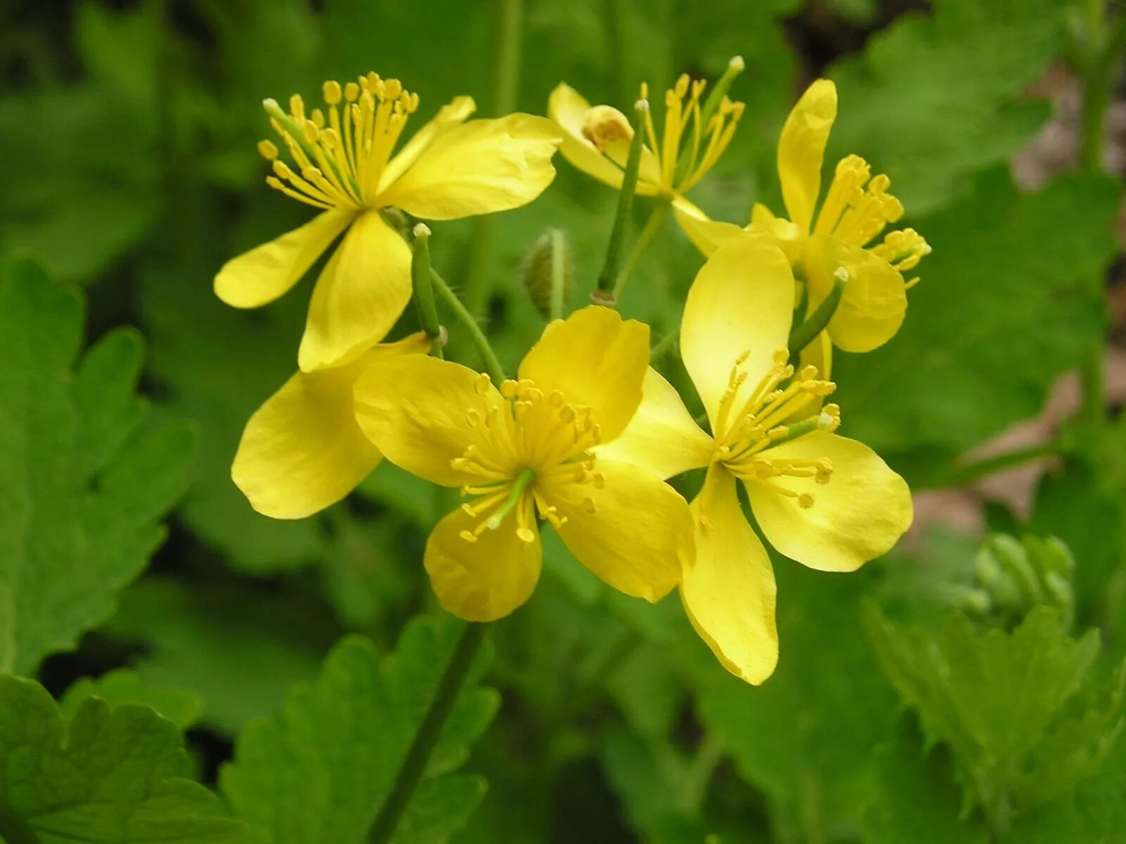 Чистотел большой (Chelidonium majus l.). Чистотел бородавник. Chelidonium majus - Papaveraceae. Чистотел цветет.