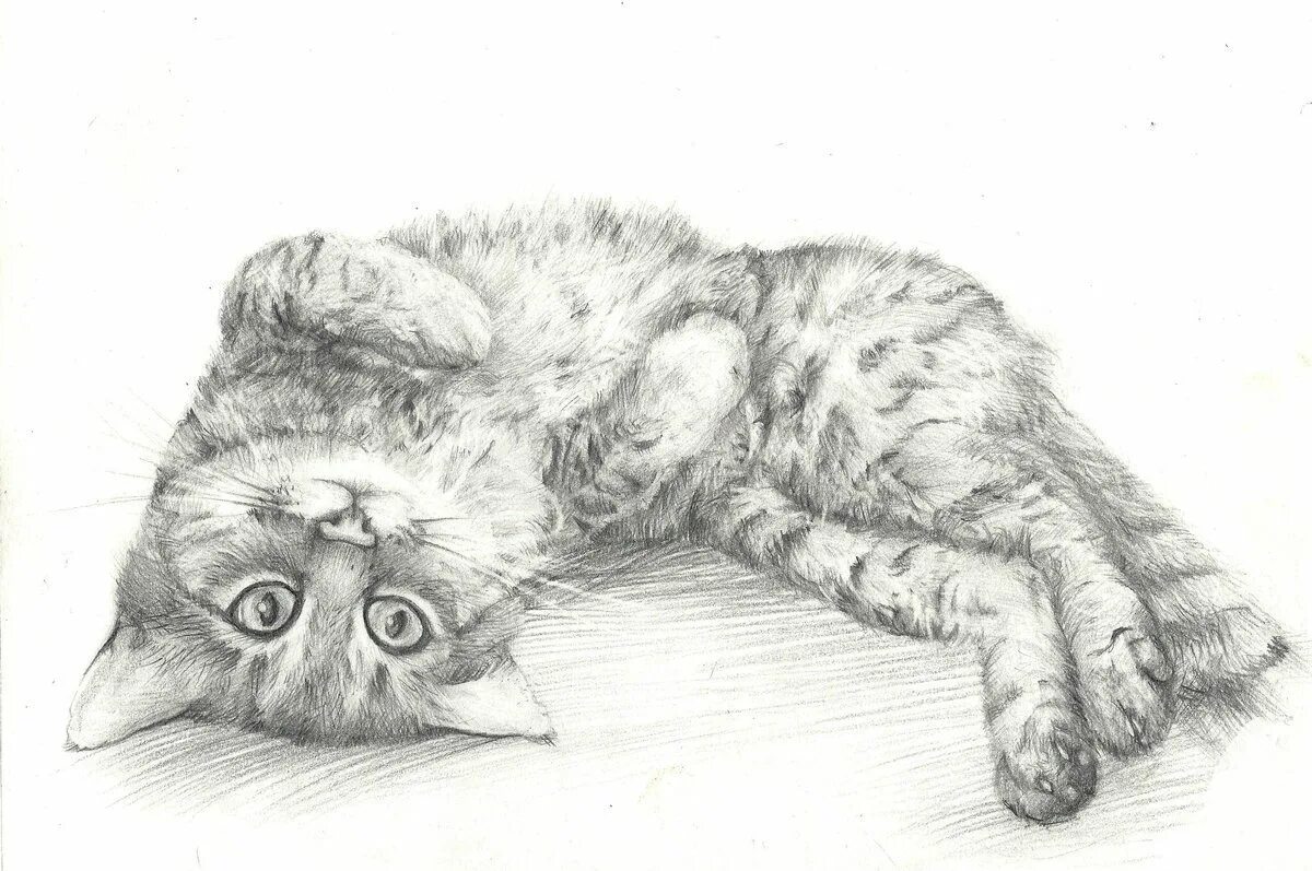 Сложные рисунки котик. Кошка рисунок. Рисунки карандашом. Рисунки животных карандашом. Рисунки котов карандашом.