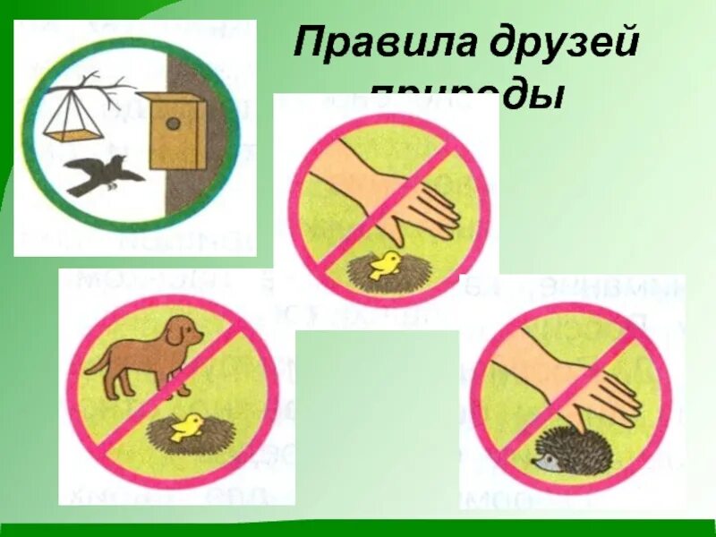 Окружающий мир правила друзей природы