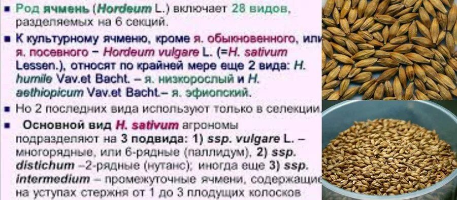 Ячмень лечение народными средствами в домашних. Виды ячменя. Подвиды ячменя двурядный. Характеристика разновидностей ячменя. Важнейшие разновидности ячменя.