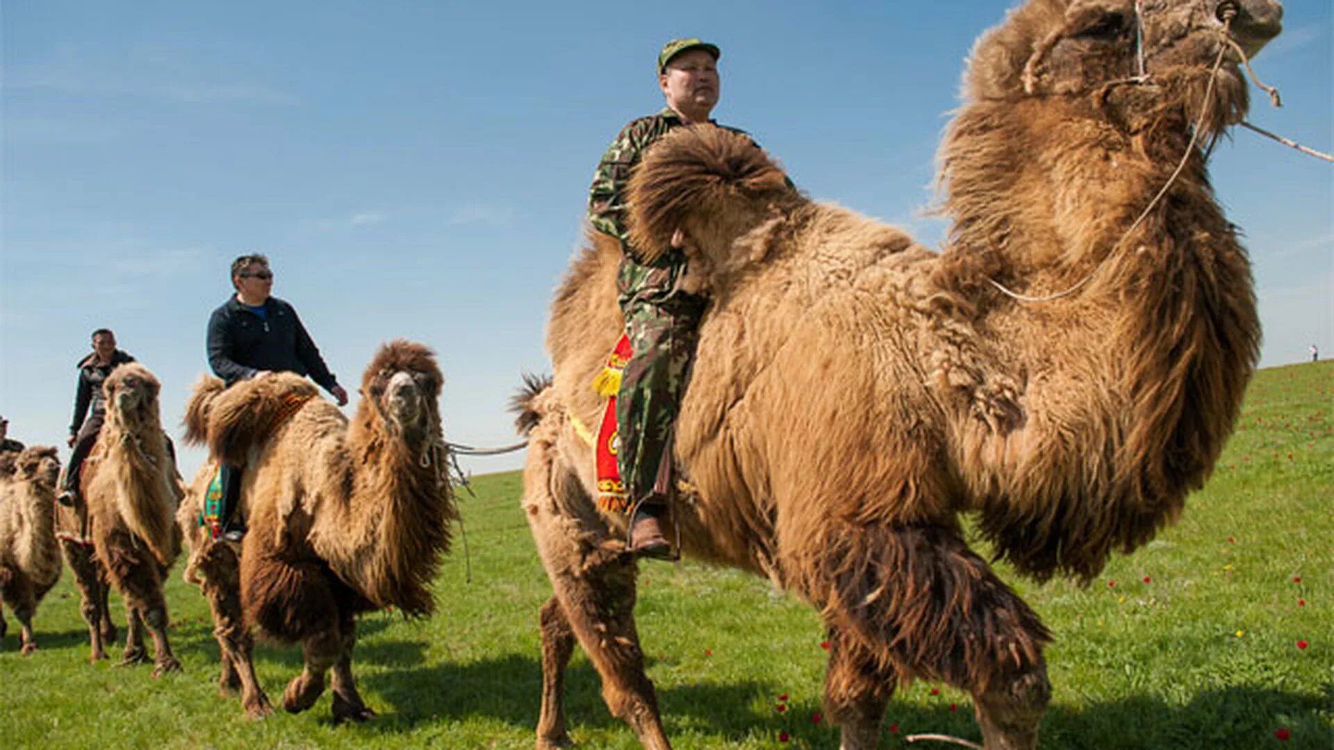 верблюды в калмыкии. верблюжонок в степи калмыкии. калмыцкий верблюд. верблюдоводство в калмыкии. верблюд калмыцкий бактриан.