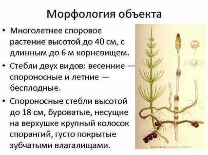 Подагра хвощ