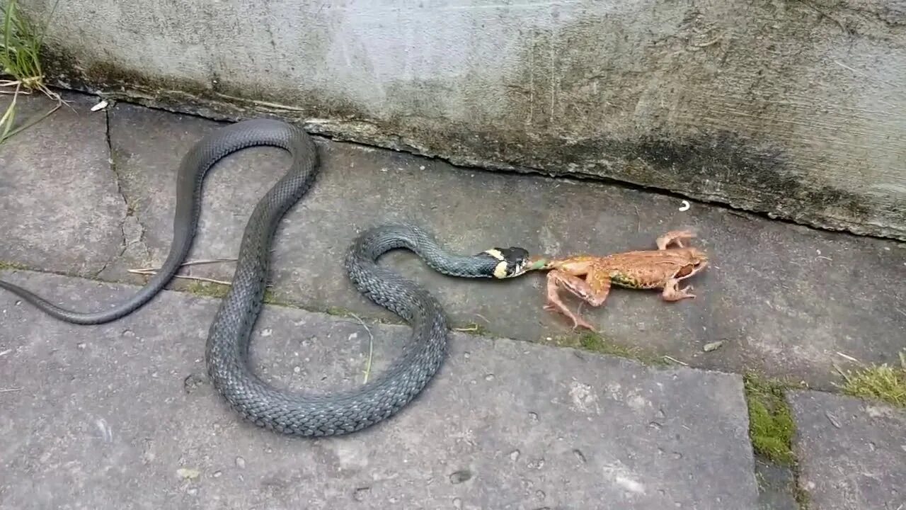 Змея съевшая лягушку. Змея уж vs гадюка. Уж заглатывает лягушку.