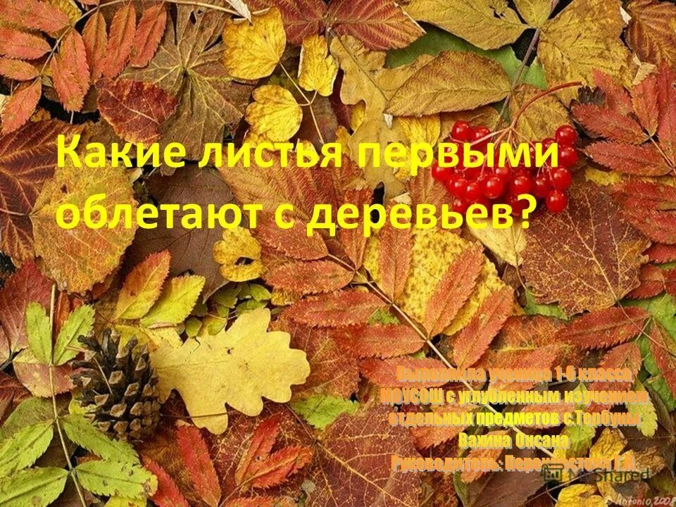 Деревья постепенно облетают 5 класс русский язык. Русский язык 5 класс упр 192. Русский язык 8 класс номер 184. Деревья постепенно облетают 5 класс русский язык. Гдз по русскому языку 5 класс ладыженская упражнение 192.