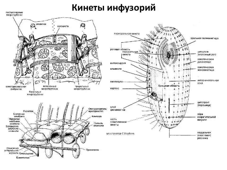 Кортекс инфузорий. Схема строения кортекса инфузорий. Кортекс инфузорий. Схема строения кортекса инфузорий. Кортекс инфузорий строение.