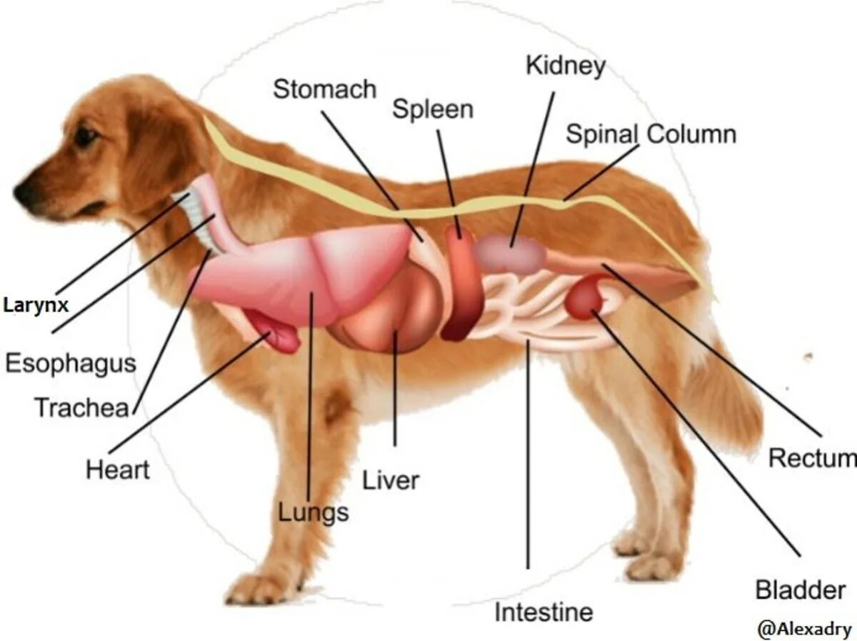 Анатомия собаки. Внутренние органы собаки расположение. Анатомия собаки внутренние органы. Сердце собаки расположено